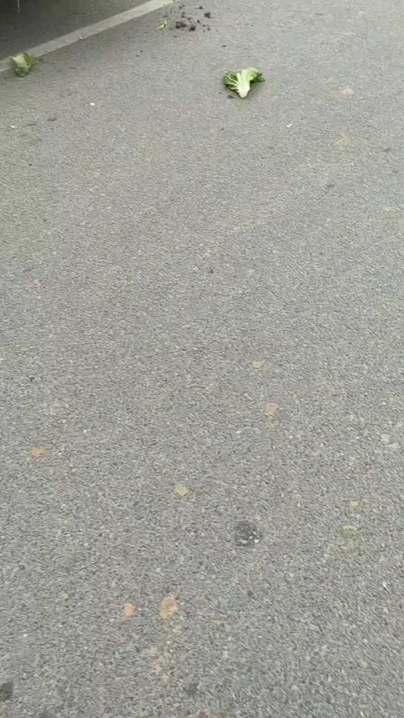 黄心白菜一手货源产地直发对接全国量大从优