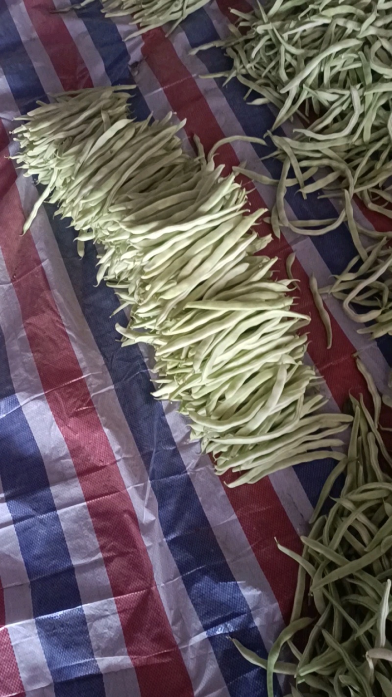白豆角大量上市货源充足全国各地发货一手货源