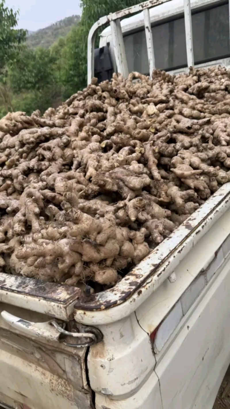 大量批发姜，大多姜现货供应！