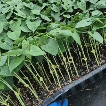 豆角苗子可种植，量大优惠联系我。