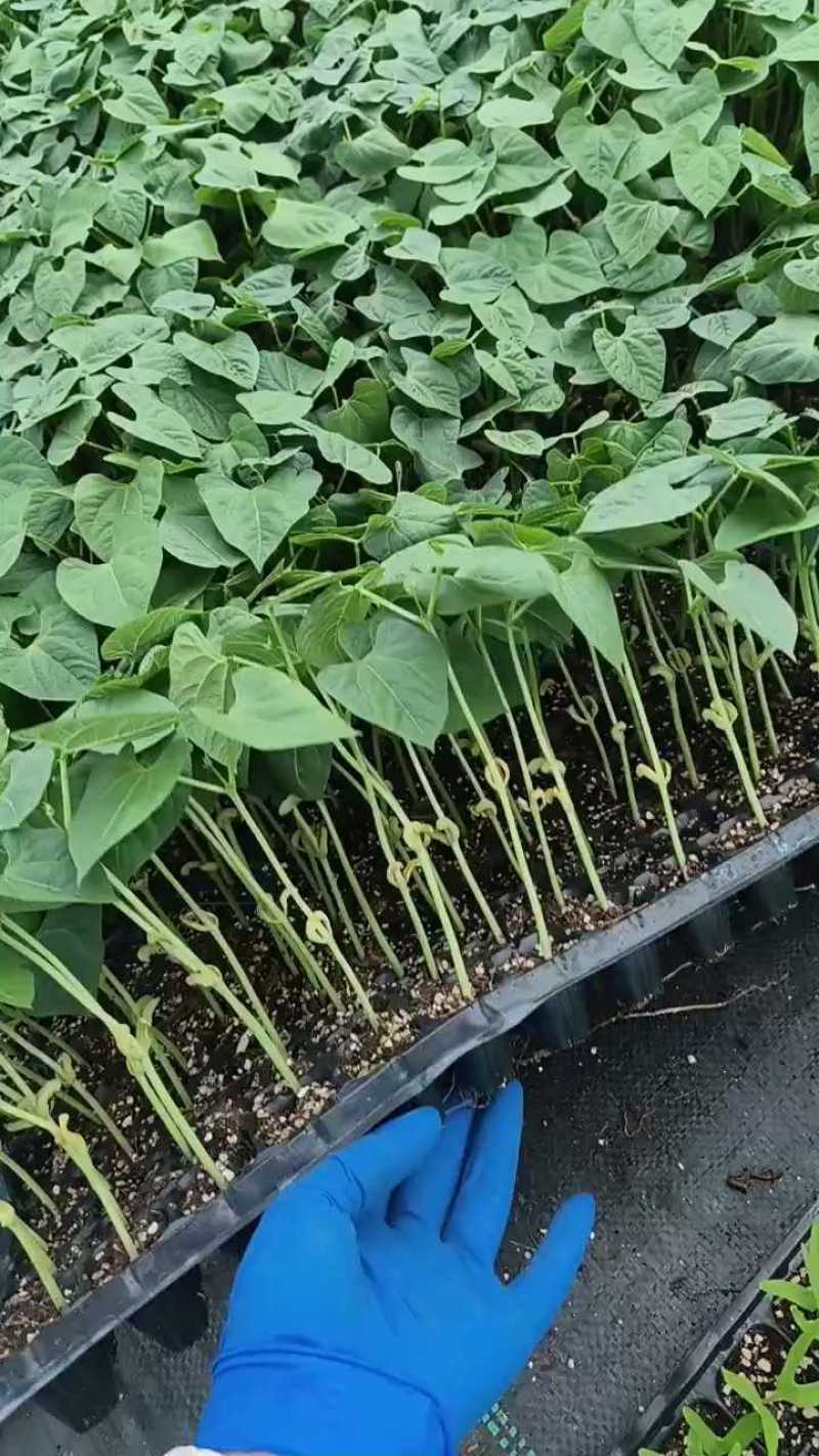 豆角苗子可种植，量大优惠联系我。
