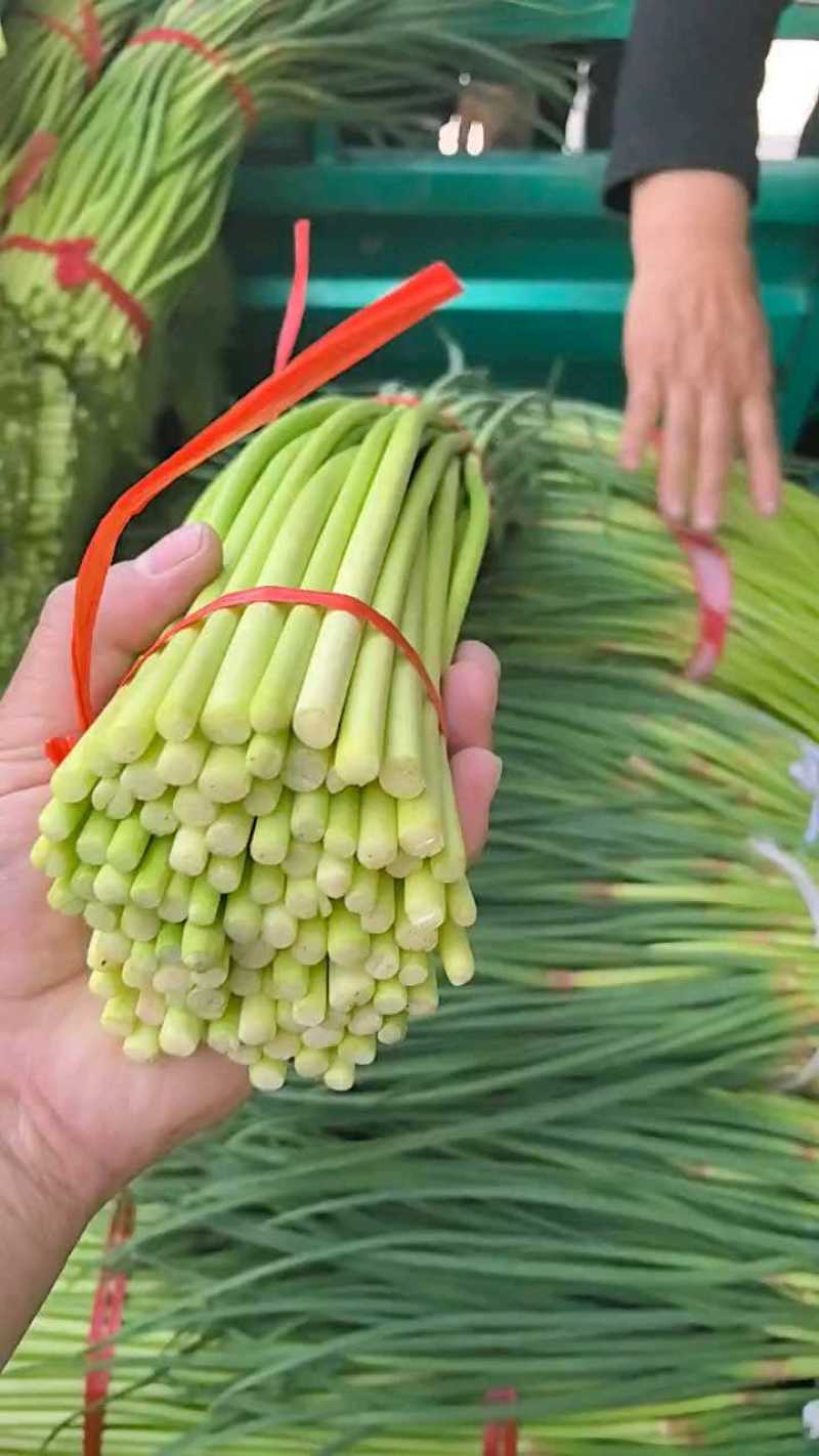 通许精品红帽蒜苔大量上市，市场，商超，电商库存请联系我！