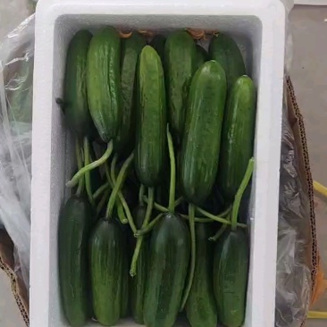 水果黄瓜大量上新