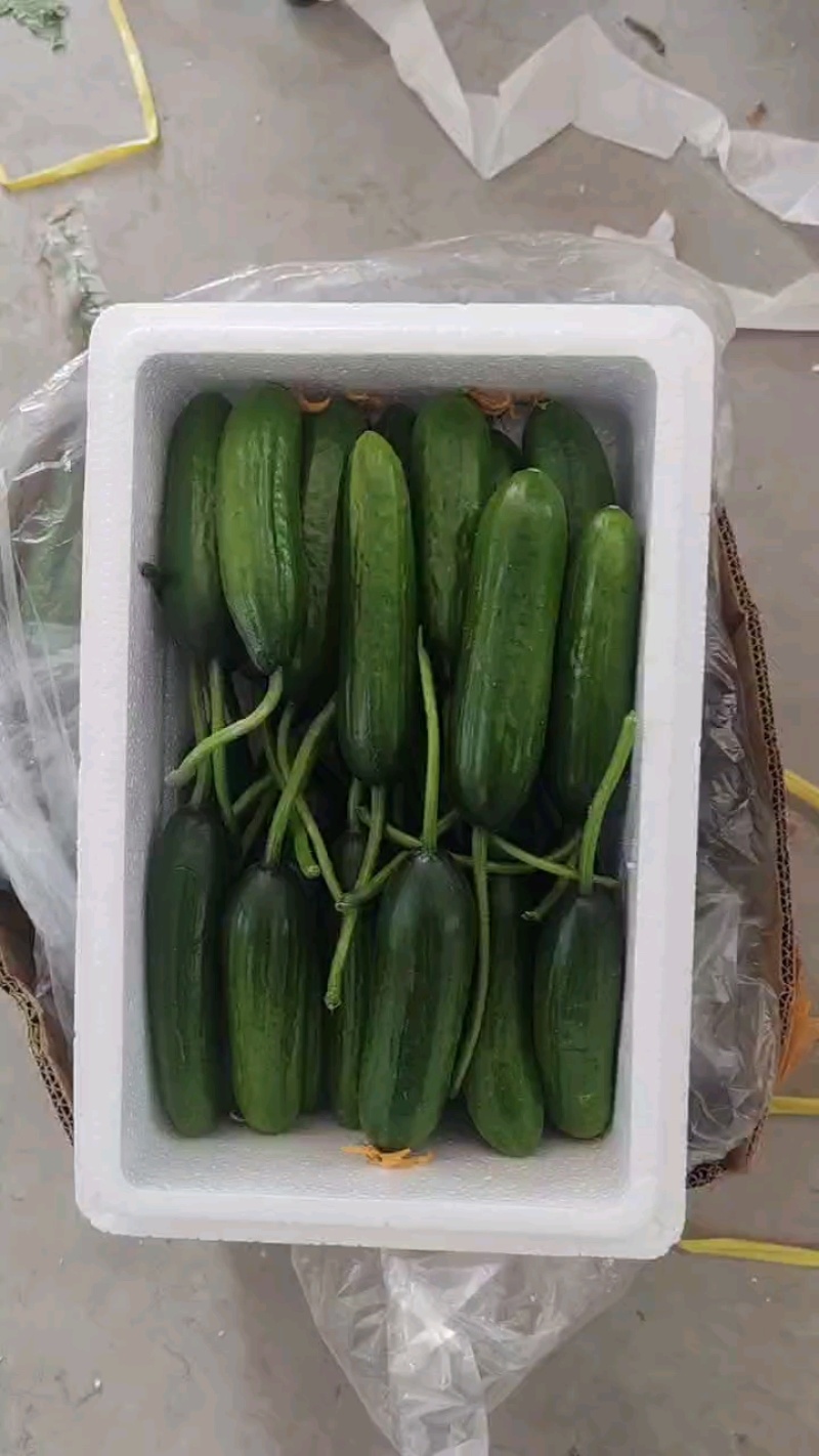 水果黄瓜大量上新