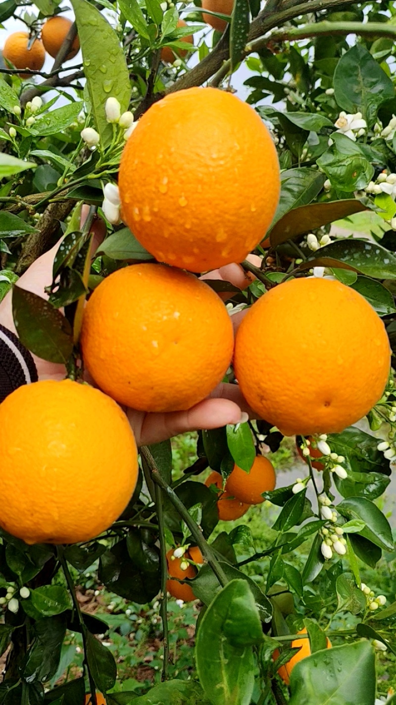 江永夏橙大量上市，货源充足，有市场果、电商果，应有尽有
