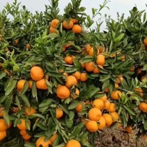 湖南澧县特早熟蜜橘大量上市一手货源欢迎各地老板洽谈订货