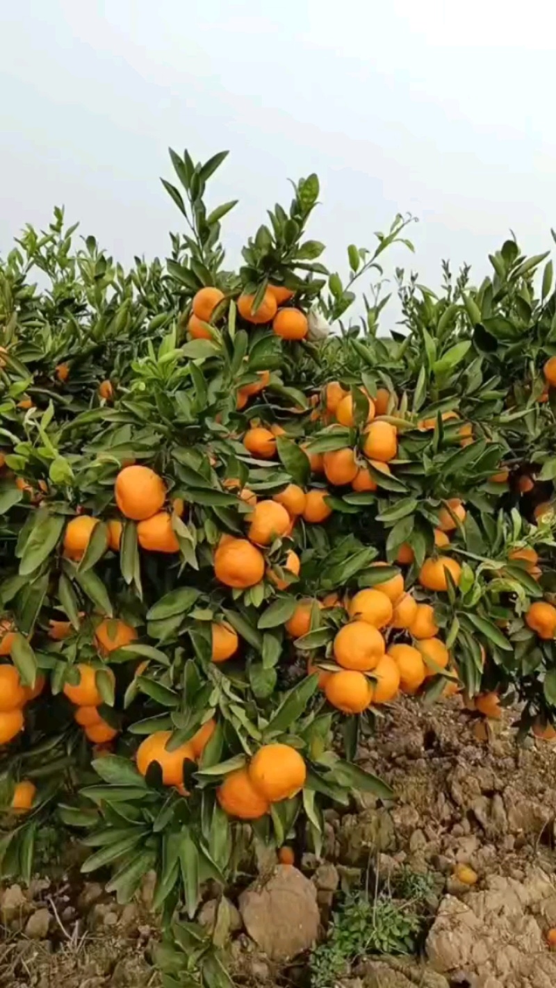 湖南澧县特早熟蜜橘大量上市一手货源欢迎各地老板洽谈订货