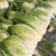 似锦黄心大白菜，3月底大量上市，几千亩基地，市场，加工厂