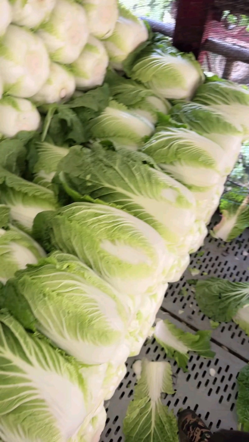 似锦黄心大白菜，3月底大量上市，几千亩基地，市场，加工厂