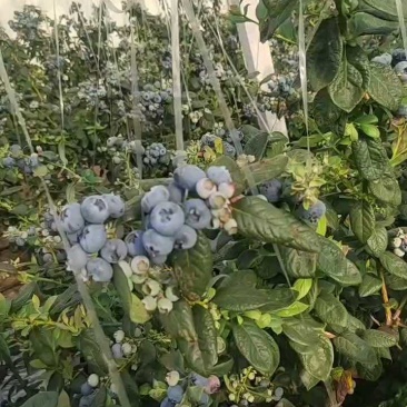 山东日照蓝莓大量上市，多规格可选