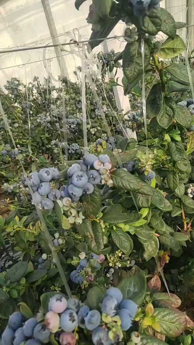 山东日照蓝莓大量上市，多规格可选