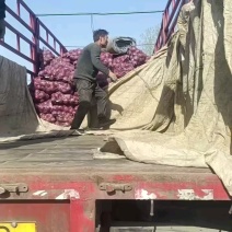 洋葱山东圆葱红皮紫洋葱二红圆葱货源充足保质保量全国发货