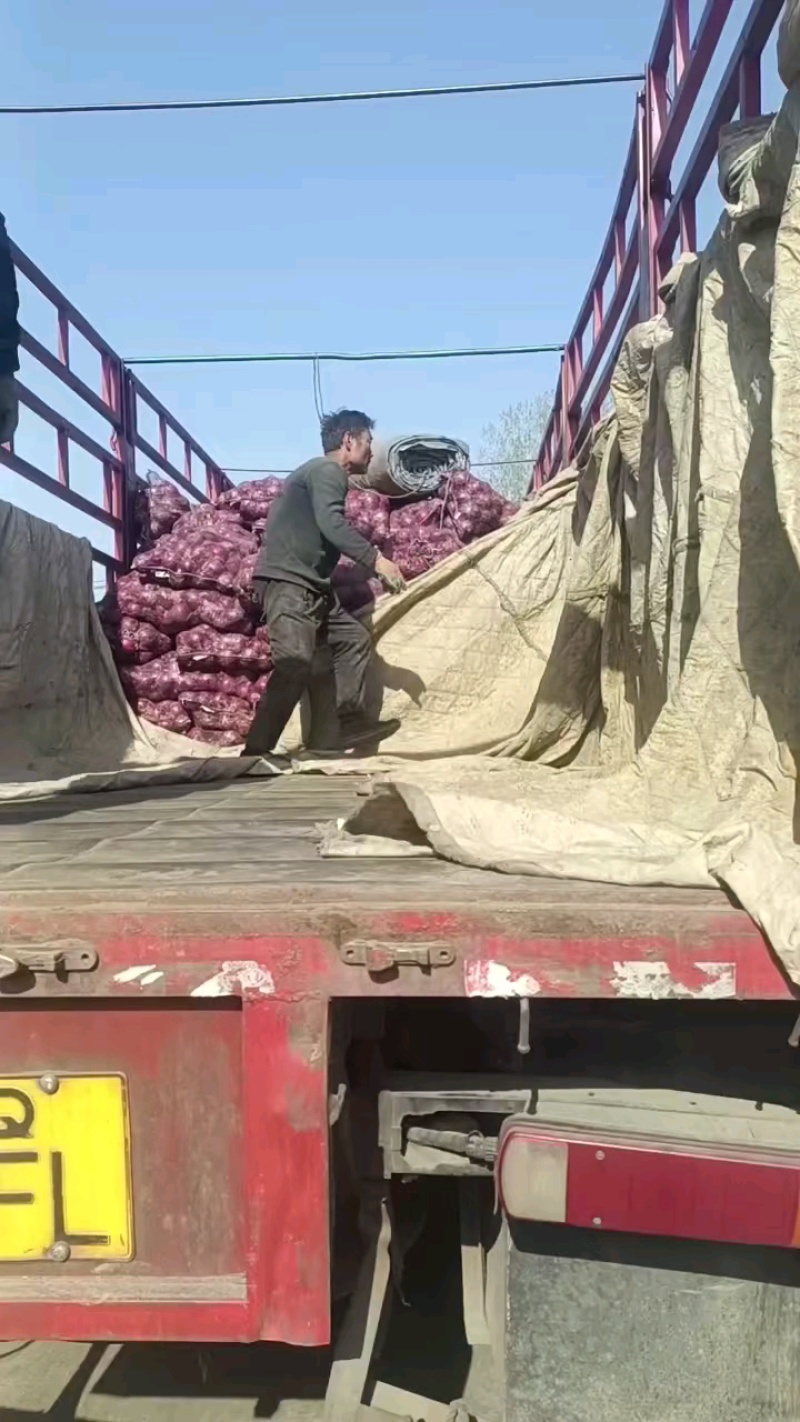 洋葱山东圆葱红皮紫洋葱二红圆葱货源充足保质保量全国发货