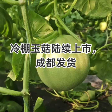 玉菇甜瓜一件代发多种甜瓜大量上市支持各种包装对接各地客商