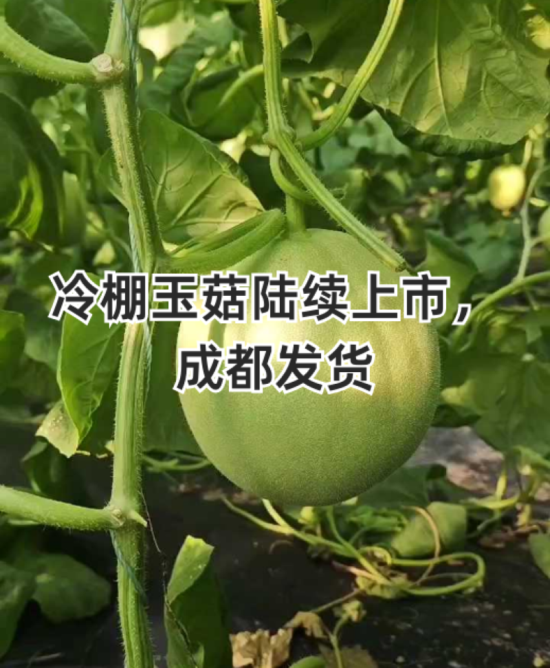 玉菇甜瓜一件代发多种甜瓜大量上市支持各种包装对接各地客商