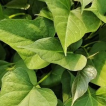 脱毒原种商薯19苗红薯苗全国发货欢迎来电采购洽谈