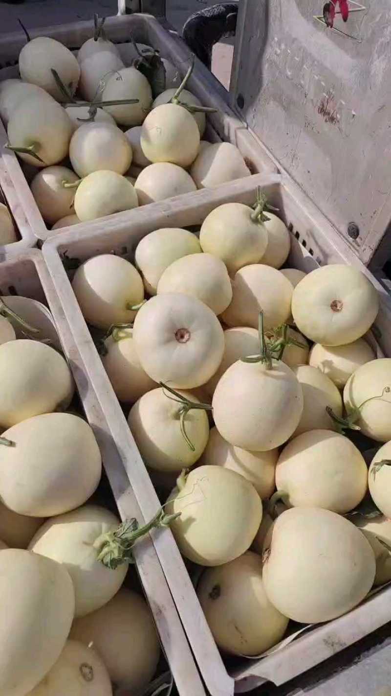精品小甜瓜，白莎密万亩产地直销，大量现货供应