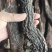 内蒙古阿拉善油肉苁蓉(一件代发)，正宗品质