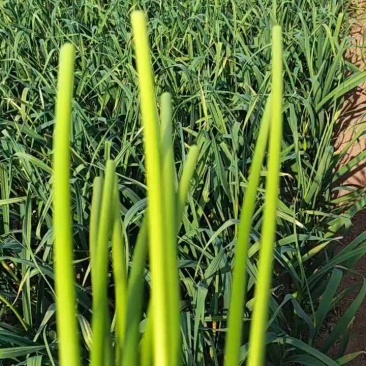 【精选】红帽蒜薹大量上市一手货源基地直发欢迎联系