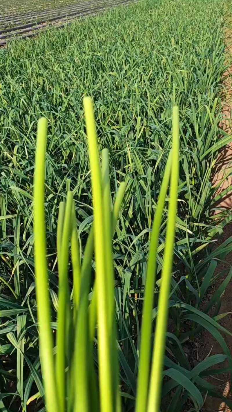 【精选】红帽蒜薹大量上市一手货源基地直发欢迎联系