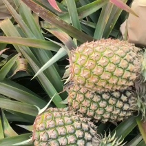 广东金钻凤梨，口感纯甜，基地直发，品质保证，可视频看货