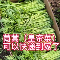 茼蒿/小叶茼蒿/精品货/通货/产地直发全国