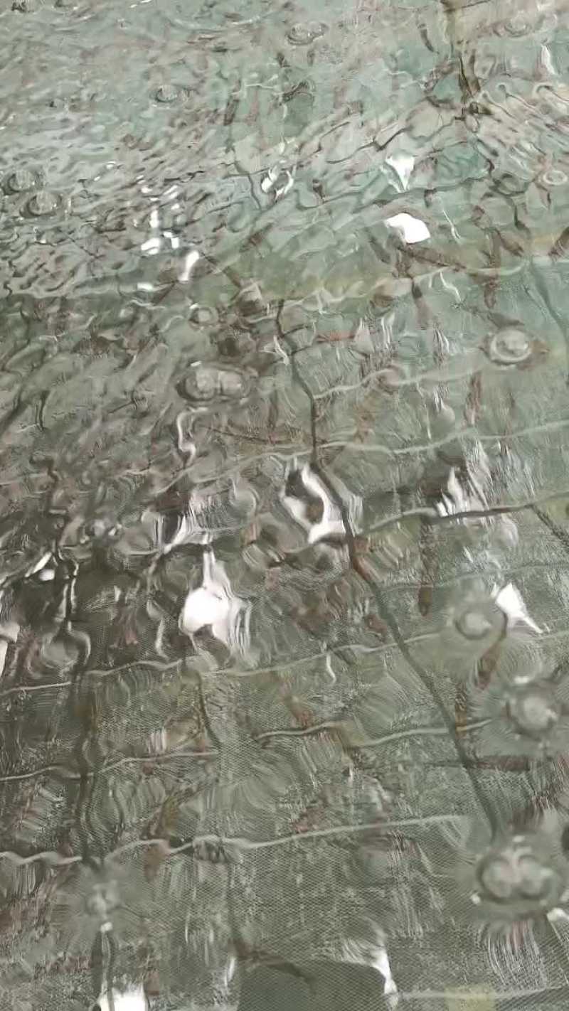 优质加州鲈鱼苗优鲈3号大口黑鲈鱼苗鲈鱼苗水花供应