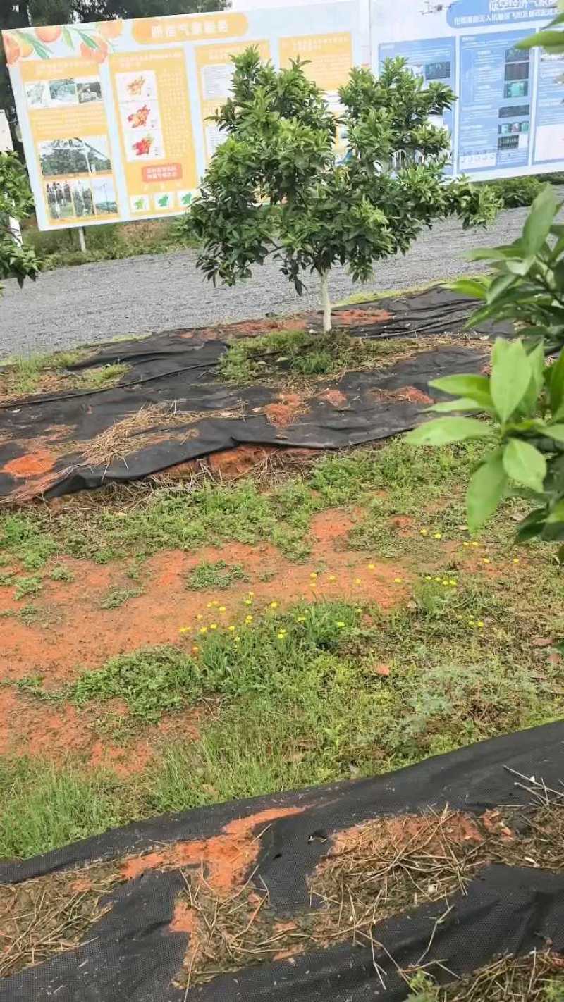 赣南脐橙，新鲜上市，基地直发，品质保障，欢迎咨询