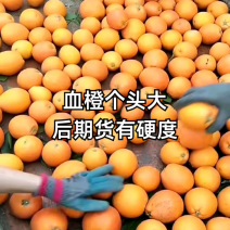 《精选》重新万州玫瑰香橙血橙大量上市基地直发保质保量