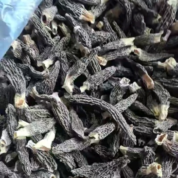羊肚菌批发，各种规格