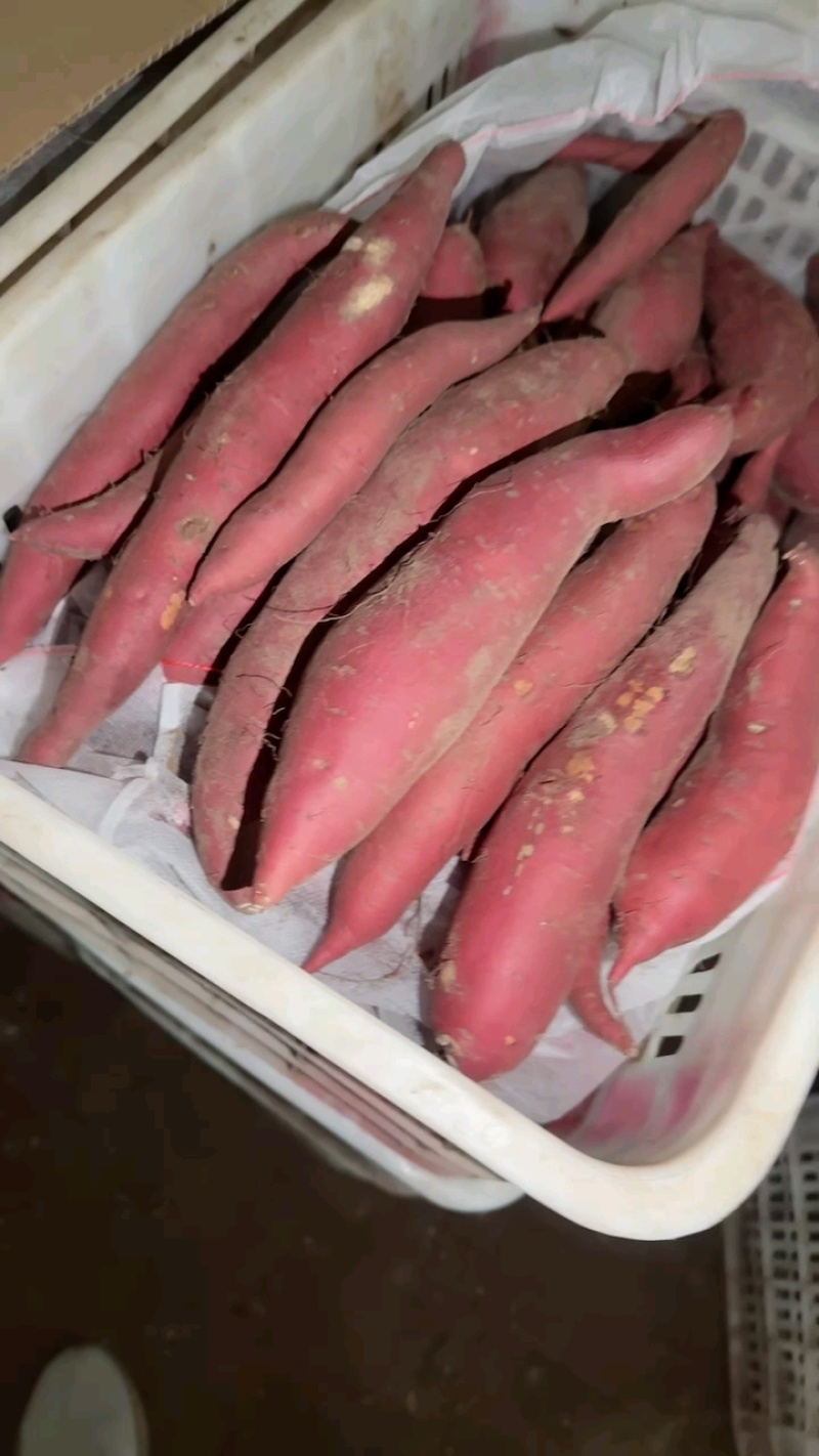 【红薯】河北饶阳精品西瓜红，保证质量，欢迎联系。
