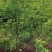 山樱花1~15公分，多规格可选。
