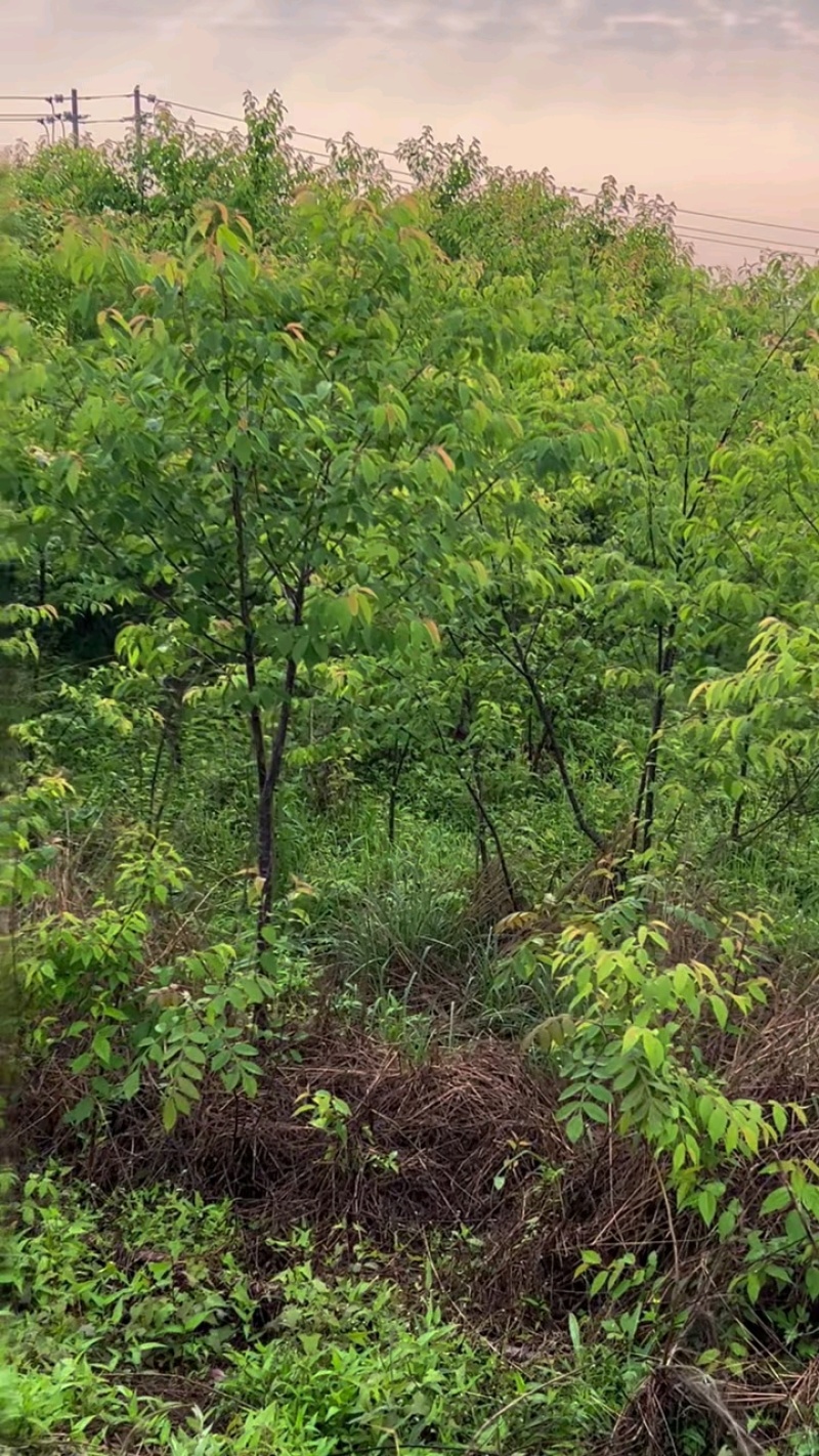 山樱花1~15公分，多规格可选。