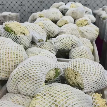 有机花菜，花菜，产地一条龙服务，看货论价，量大从优