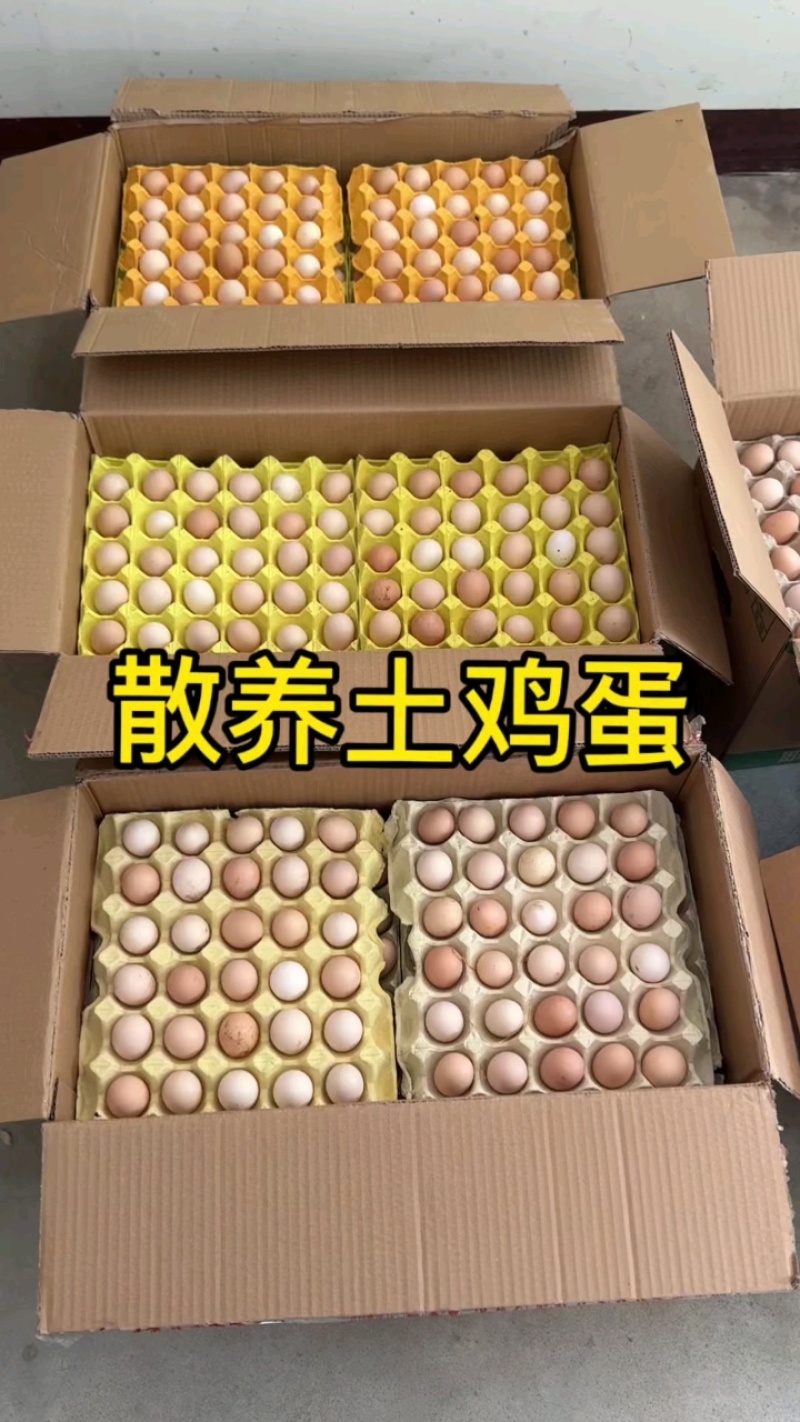 散养土鸡蛋安徽宣城发这里是鸡场直供货源需要的老板联系