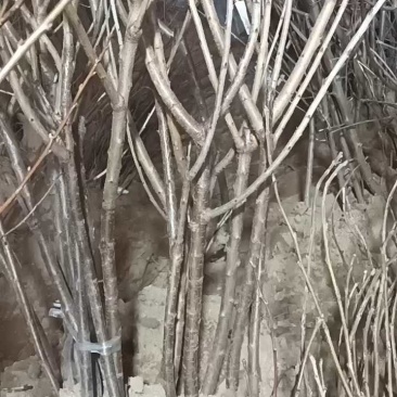 俄罗斯八号车厘子大樱桃苗，耐寒极限零下35度地区可以栽植