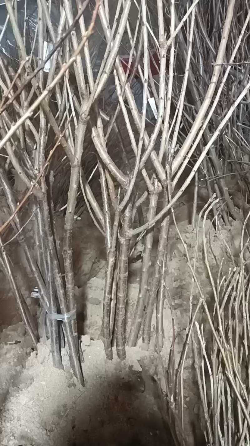 俄罗斯八号车厘子大樱桃苗，耐寒极限零下35度地区可以栽植