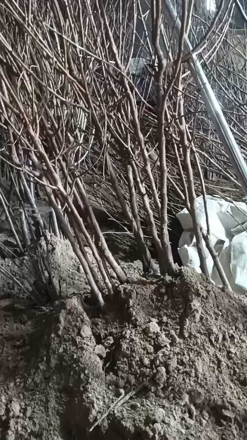 帝王杏苗