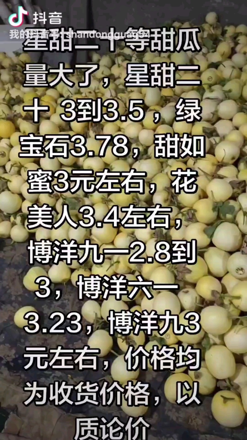 星甜20甜瓜大量上市中价格从优产地一手货源，致电有优惠