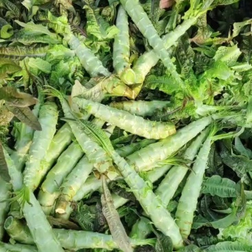 莴苣杆子产地批发直发，杆子货，大量现货供应，产地直发