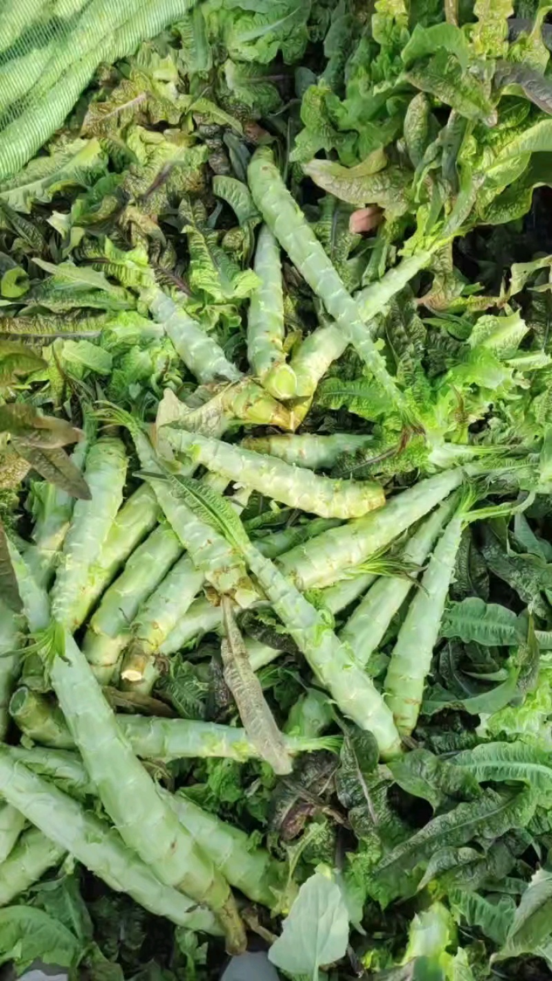 莴苣杆子产地批发直发，杆子货，大量现货供应，产地直发