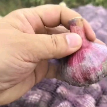 新鲜大蒜