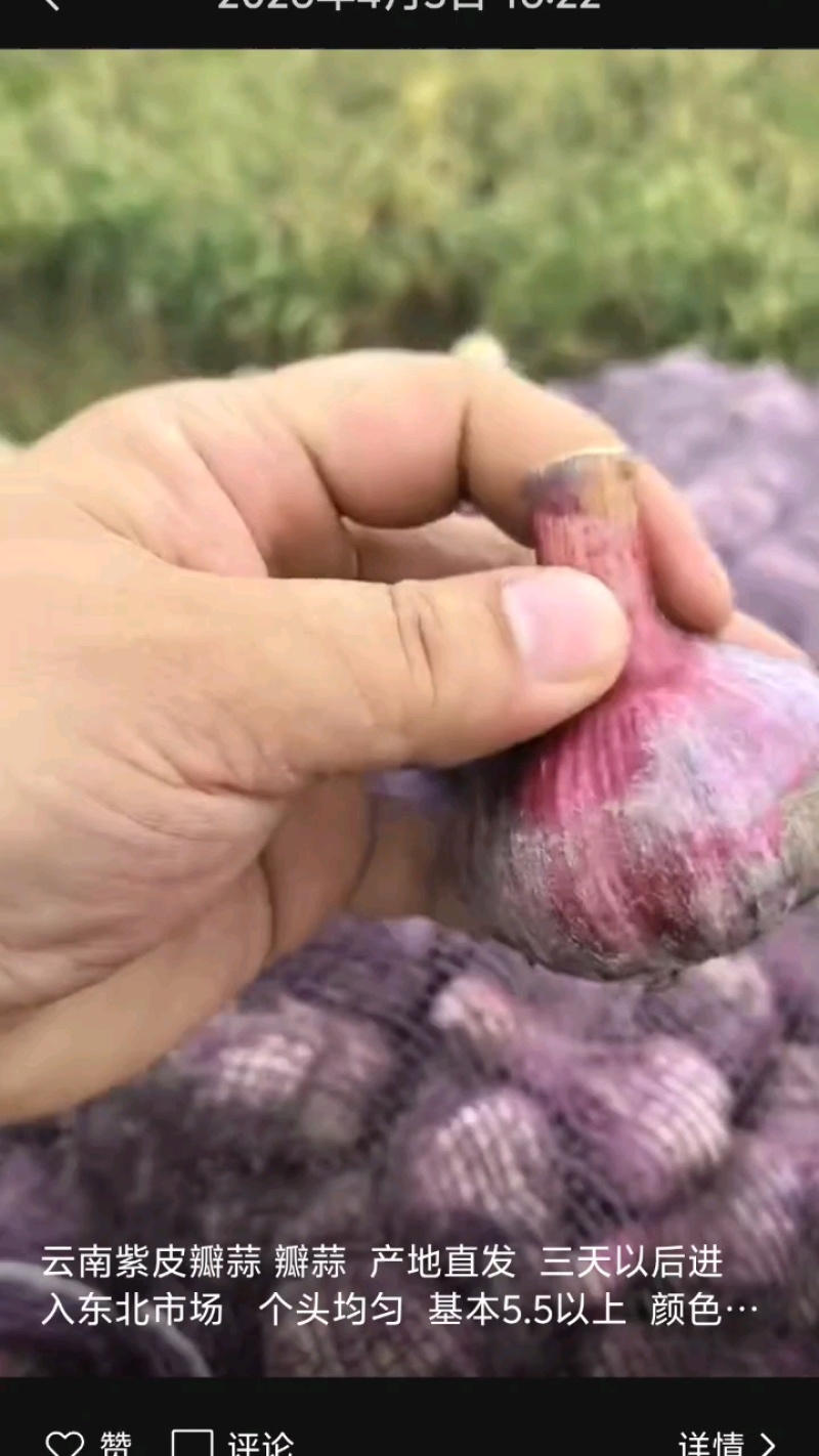 新鲜大蒜