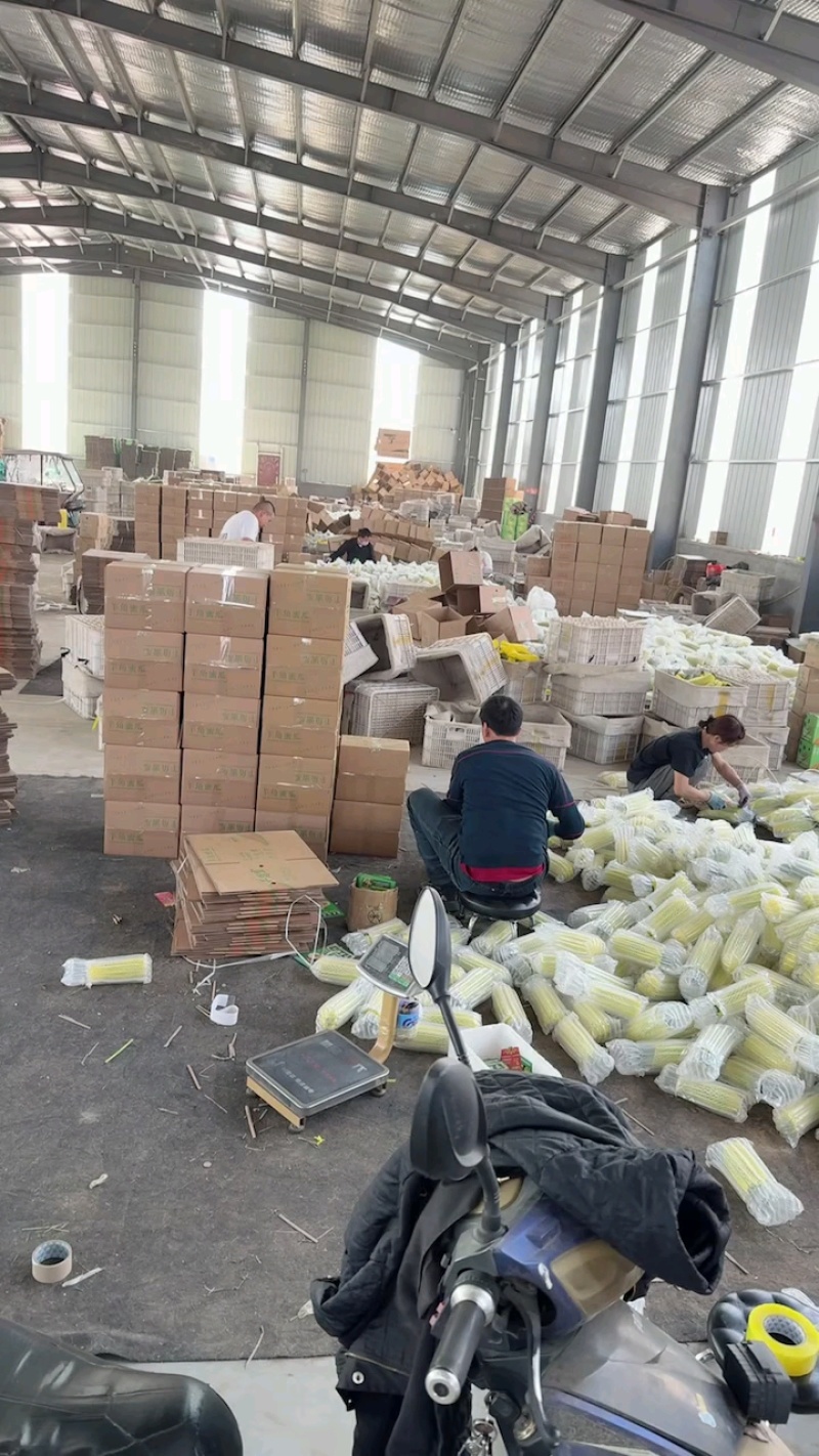 羊角蜜甜瓜精品电商货新鲜打包产地直发支持一件代发电商批