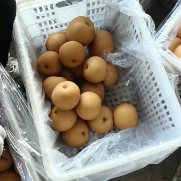 梨黄金梨丰水梨圆黄梨秋月梨产地直发低价好货脆甜多汁