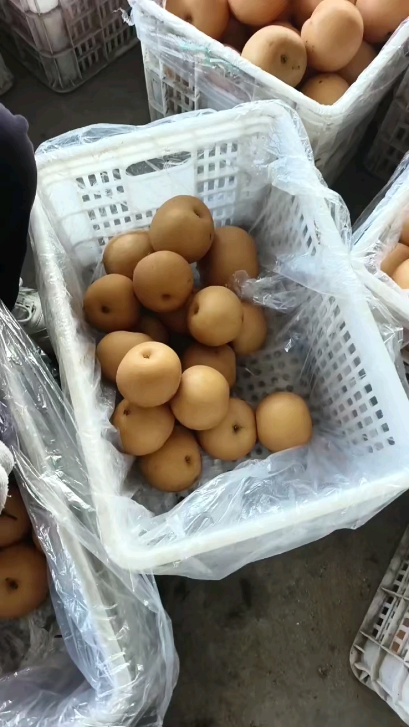 梨黄金梨丰水梨圆黄梨秋月梨产地直发低价好货脆甜多汁
