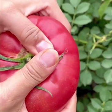 【一件】彩箱陕西泾阳普罗旺斯净重5斤水果西红柿番茄沙瓤