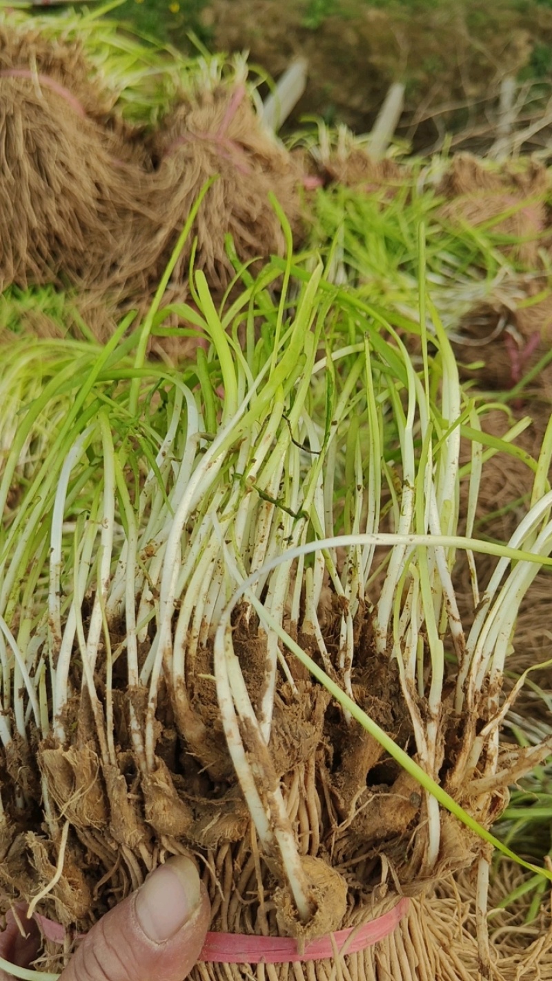 丰县韭菜根货源充足量大从优诚信经营欢迎咨询