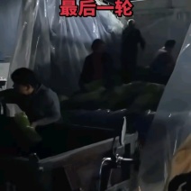 2026年早熟红帽蒜薹大量供应，实力代办每天供应50吨