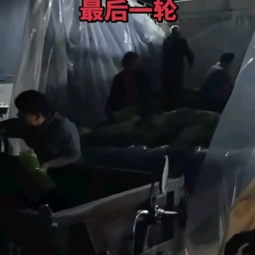 2026年早熟红帽蒜薹大量供应，实力代办每天供应50吨